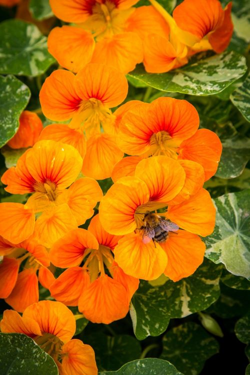 Nasturtium, Gėlės, Bičių, Sodas, Gamta, Oranžinė, Botanikos, Šviesus, Žiedlapis, Pavasaris, Augalas, Vasara, Gėlių