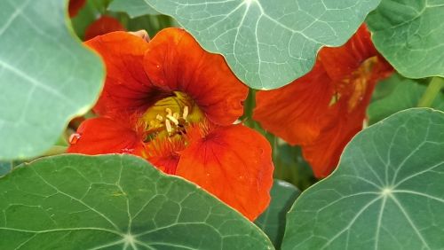 Nasturtium, Gėlės, Raudona, Kresas, Tropaeolum Majus, Valgomieji, Vasaros Gėlės