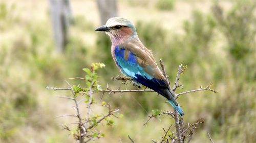 Nacionalinė Paukštis, Laukiniai Paukščiai, Namibija, Plunksna, Afrikos Paukščiai, Gamta