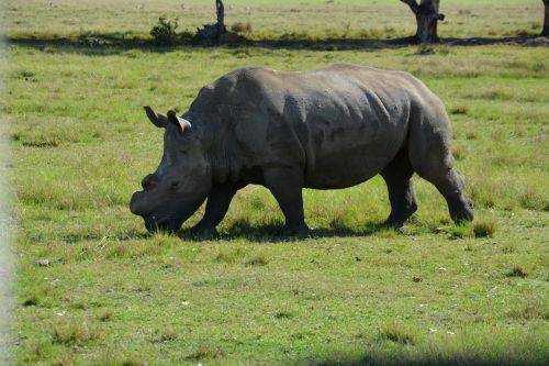 Nacionalinis Parkas, Rhino, Pietų Afrika, Dykuma