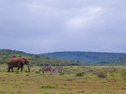 Nacionalinis Parkas, Safari, Panorama, Gyvūnai, Gyvūnų Pasaulis, Pietų Afrika, Zebras, Dramblys, Žalias, Gamta, Dykuma, Nuotykis, Kelionė, Skirtingos