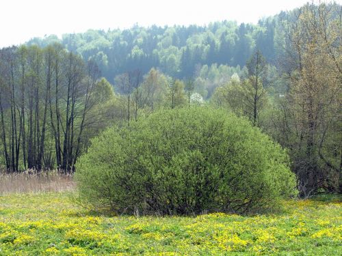 Gamta,  Kraštovaizdis,  Medžiai,  Augalai,  Gėlės,  Miškas,  Pavasaris,  Gamta Bavarijoje