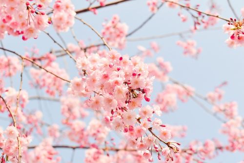 Natūralus, Augalas, Gėlės, Vyšnia, Japonija, Pavasaris, Rožinis, Pavasario Gėlės