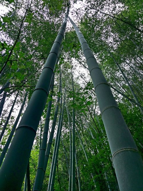 Natūralus, Bambukas, Šviežias