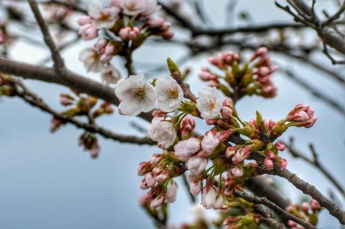 Natūralus, Kraštovaizdis, Mediena, Medis, Vyšnia, Sakura, Japonų Vyšnių Žiedai, Hanamis, Sezoninis, Pavasaris