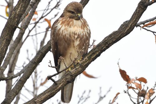 Natūralus,  Paukštis,  Laukiniai Gyvūnai,  Gyvūnas,  Mediena,  Raptoras,  Buzzard,  Be Honoraro Mokesčio