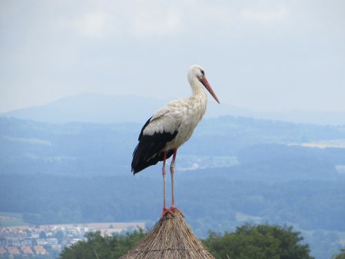 Natūralus,  Dangus,  Paukščiai,  Laukinė Gamta,  Gandras,  Lauke,  Kelionė,  Be Honoraro Mokesčio