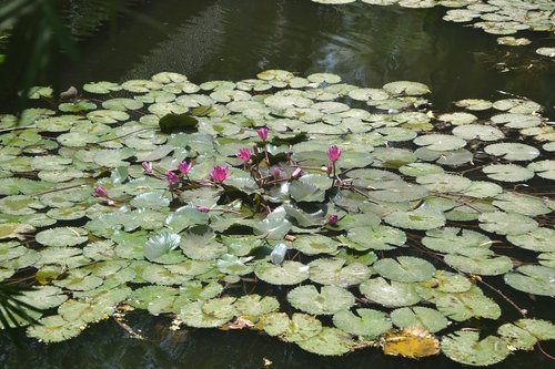 Natūralus,  Lotus,  Žalias,  Pobūdį,  Gėlė,  Vanduo