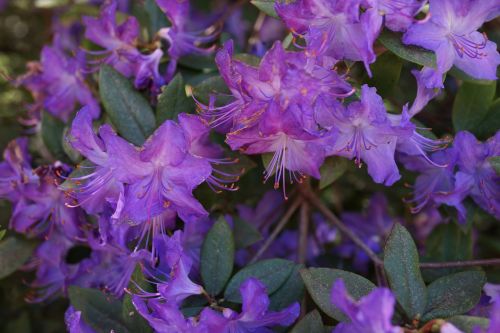 Natūralus Puokštė, Gimtoji Gėlės, Pietų Australija, Nacionalinis Rodzodendronas, Violetinė Ir Balta, Makro, Žiedadulkės