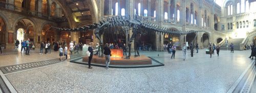 Gamtos & Nbsp,  Istorija & Nbsp,  Muziejus,  Londonas,  Dinozauras,  Turistinis,  Gamtos Istorijos Muziejus Dinozauras