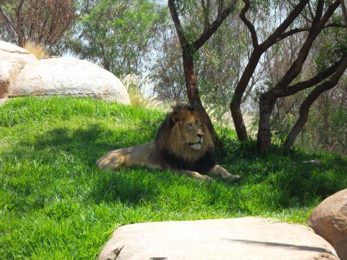 Liūtas,  Afrika,  Zoologijos Sodas,  Judas,  Karalius,  Karaliai,  Džiunglės,  Natūralus Liūtas