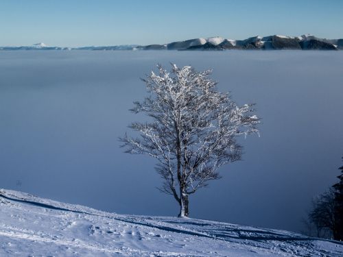 Gamta, Rūkas, Kalnai, Medis, Debesys, Aukščiausiojo Lygio Susitikimas, Austria