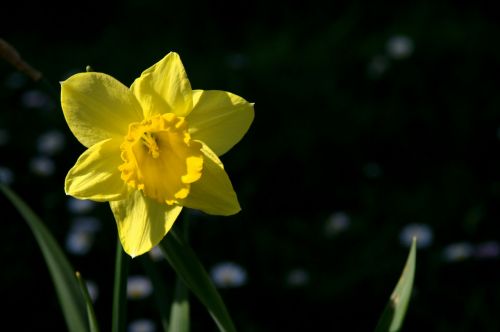 Gamta, Pavasaris, Gėlė, Gėlės, Narcizas