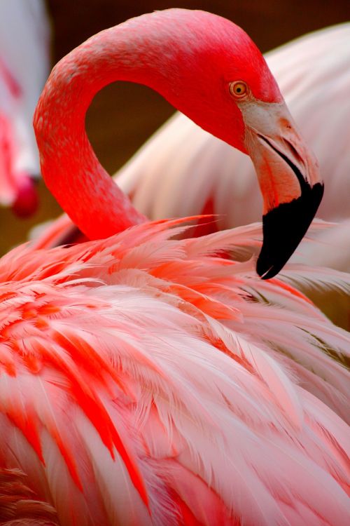 Flamingo, Paukštis, Rosa, Gamta