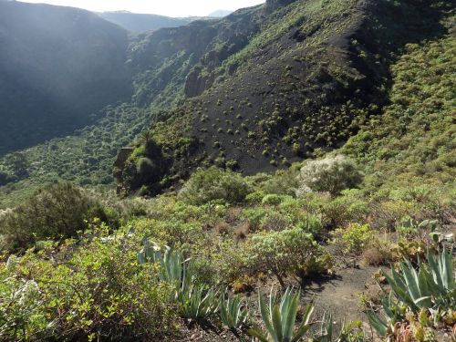 Gamta, Gran Canaria, Vulkanas, Kraštovaizdis, Flora