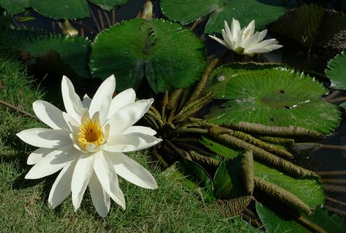 Gamta, Augalai, Gėlės, Lotosas, Vandens Lelijos, Balta, Balta Gėlė