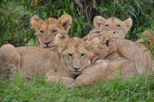 Gamta, Afrika, Laukinė Gamta, Kenya, Liūtys, Liūto Kūdikiai