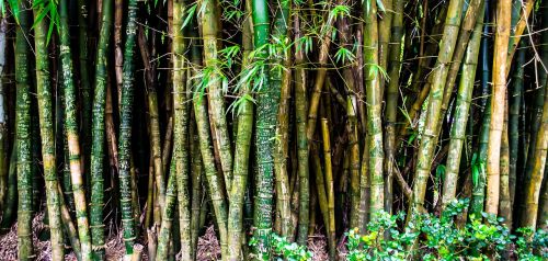 Gamta, Miškas, Bambukas, Augalai, Hawaii