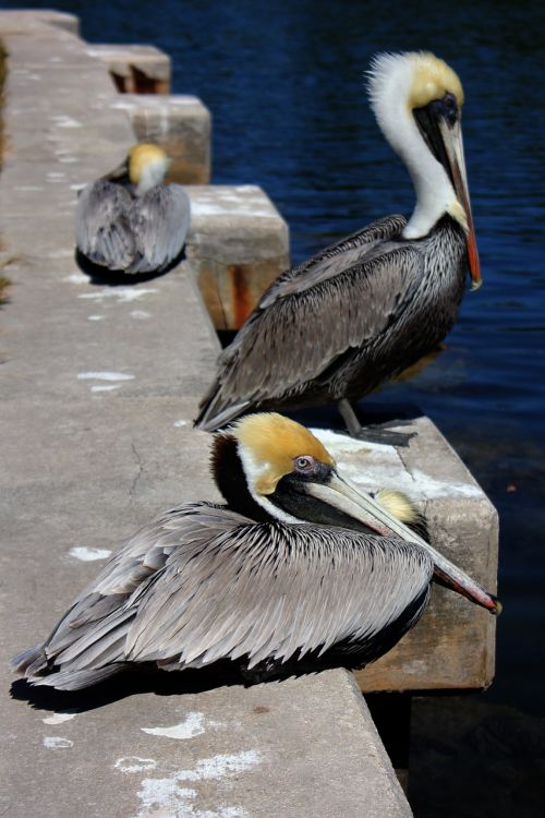 Gamta, Paukštis, Pelican