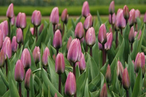 Gamta, Gėlė, Tulpė, Violetinė, Holland, Nyderlandai, Pavasaris