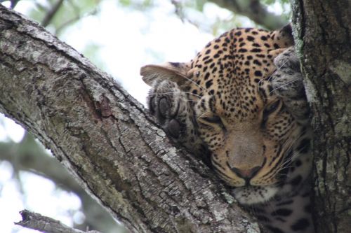 Gamta, Pietų Afrika, Gyvūnai, Leopardas, Laukinė Gamta