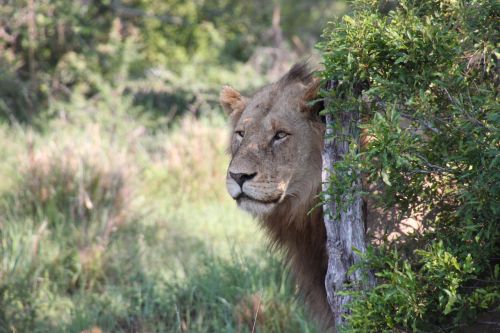 Gamta, Liūtas, Pietų Afrika, Safari, Gyvūnai, Laukinė Gamta