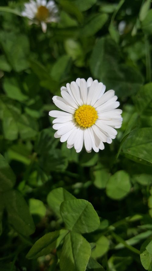 Gamta, Gėlės, Daisy, Balti Žiedlapiai, Maža Gėlė