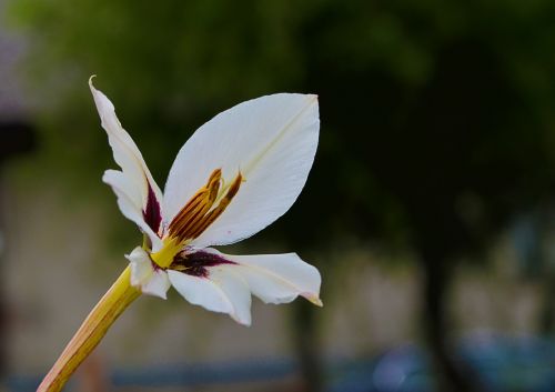 Gamta, Gėlė, Balta, Makro, Fotografija