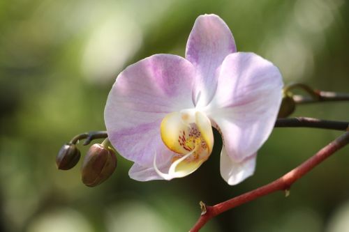 Gamta, Gėlės, Augalas, Orchidėjos