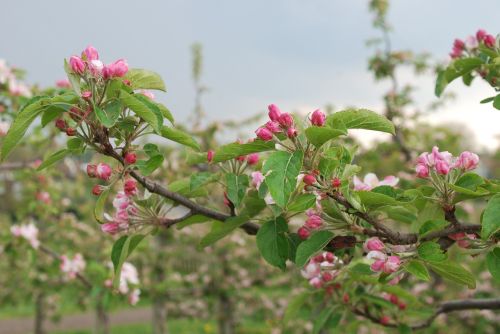 Gamta, Vyšnių Žiedas, Žemutinė Saksonija, Senoji Šalis