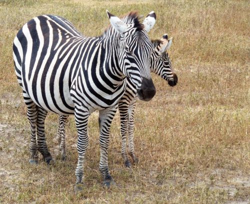 Gamta, Zebra, Safari, Tanzanija, Zebra Juostelės, Juoda Balta, Afrika