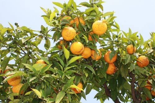 Gamta, Apelsinai, Italy, Auga