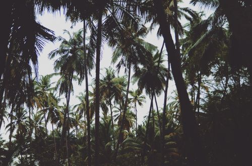 Gamta, Palmės, Medžiai
