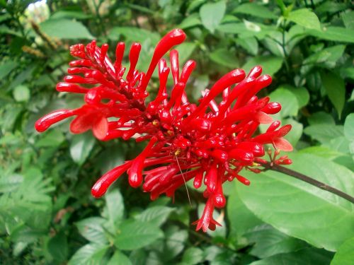Gamta, Šri Lanka, Peradeniya, Gėlių Pumpurai, Gėlės, Raudona Gėlė