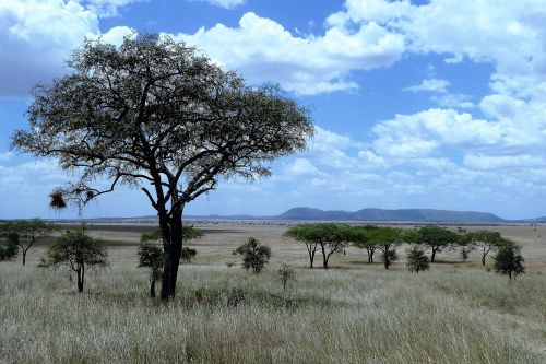 Gamta, Afrika, Tanzanija, Serengeti, Safari, Ganyklos, Savana, Nacionalinis Parkas