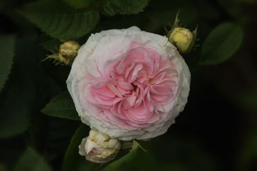 Gamta, Gėlės, Félicité Parmentier, Rožė, Senos Rožės, Alba Rožės, Istorinė Rožė