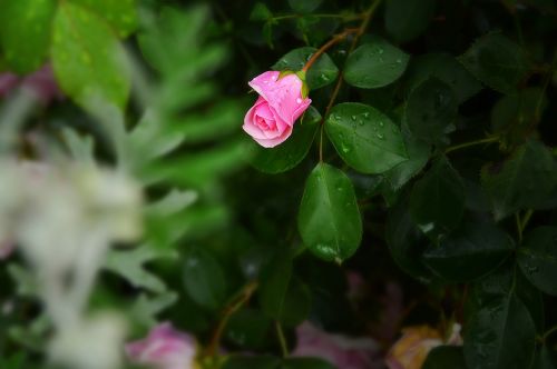 Gamta, Gėlės, Rožė