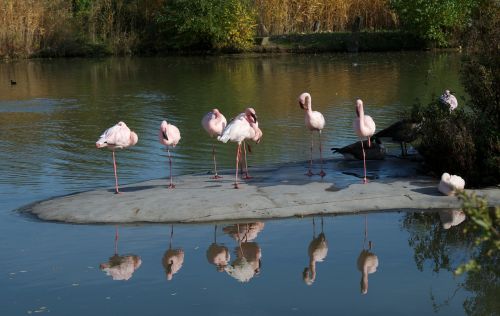 Gamta, Gyvūnai, Zoologijos Sodas, Flamingos, Vandens Paukštis, Paukštis, Sąskaitą, Vanduo, Veidrodis