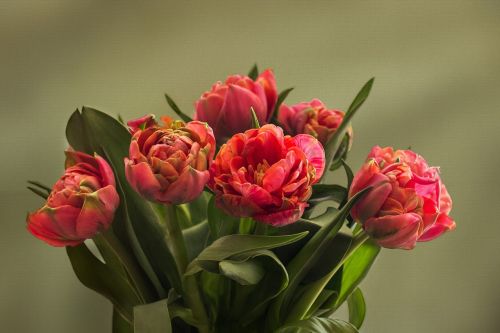 Gamta, Gėlės, Tulpių Puokštė, Tulpės, Užpildytos Tulpės, Pavasaris, Tekstūra