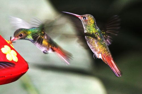 Gamta, Paukščiai, Hummingbirds