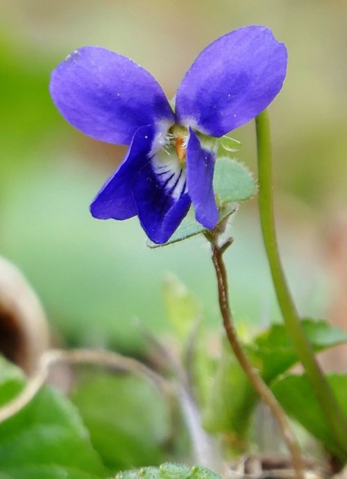 Gamta, Gėlė, Violetinė, Mėlynas, Žiedas, Žydėti, Graži Gėlė, Pavasaris, Uždaryti