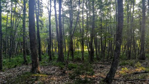 Gamta, Meino Miškas, Miškas, Lauke, Medis, Natūralus, Miškai, Maine