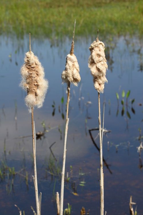 Gamta, Marram Žolė, Vanduo