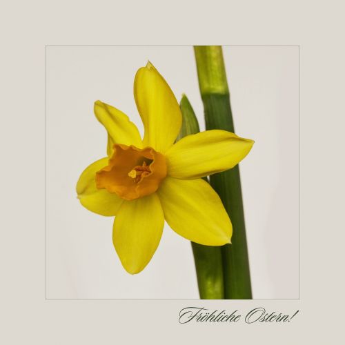 Gamta, Gėlės, Daffodil, Pavasaris, Velykos, Osterkarte, Velykų Sveikinimai, Narcizas, Amaryllidaceae