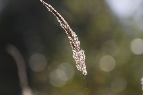 Gamta, Augalai, Miškas, Vasara, Žolė