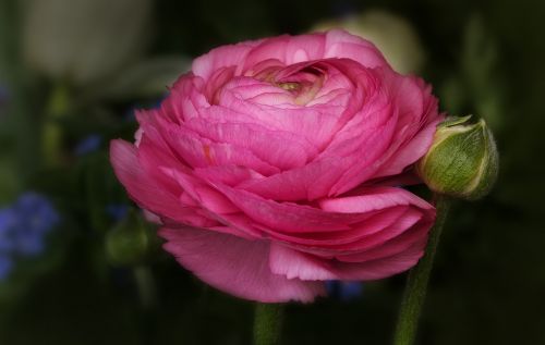 Gamta, Gėlės, Ranunculus, Rožinis, Pavasaris, Ranunculus Asiaticus, Rožių Pavasaris, Ranunculaceae