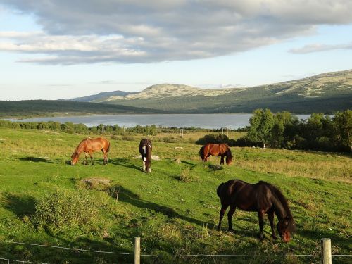 Gamta, Kraštovaizdis, Arkliai, Norvegija