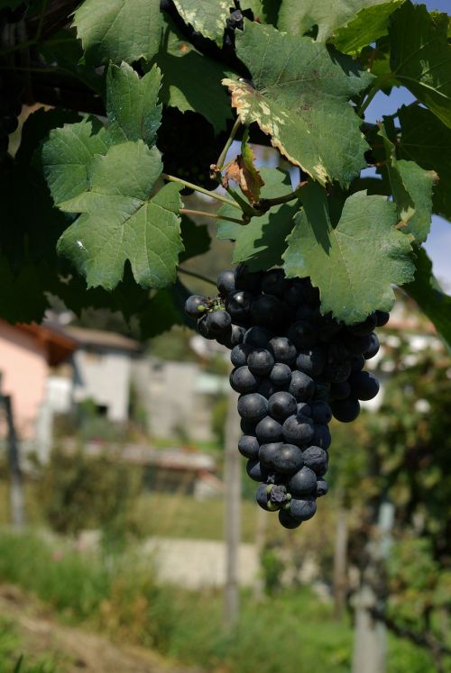 Gamta, Vynuogės, Vynmedis, Italy, Vynuogynai, Vynuogių, Raudonas Vynas