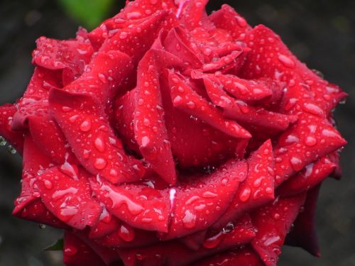 Gamta, Gėlės, Raudona Roze