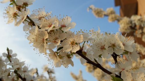 Gamta, Žydėti, Obuolių Medis, Gėlės, Pavasaris
